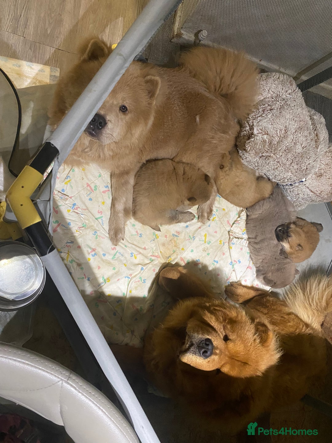 Chow Chow dogs for sale: Chow chow puppies  - Advert 15