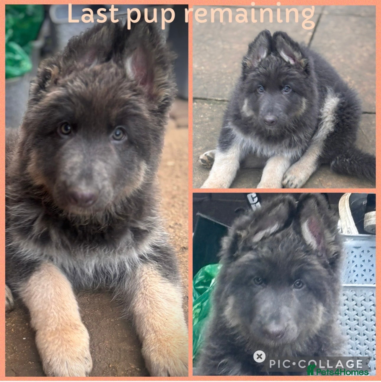 German Shepherd dogs ISABELLA & BLUE GSD PUPPIES *STUNNING* - Advert 18
