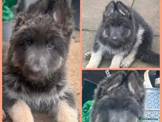 German Shepherd dogs ISABELLA & BLUE GSD PUPPIES *STUNNING* - Advert 18