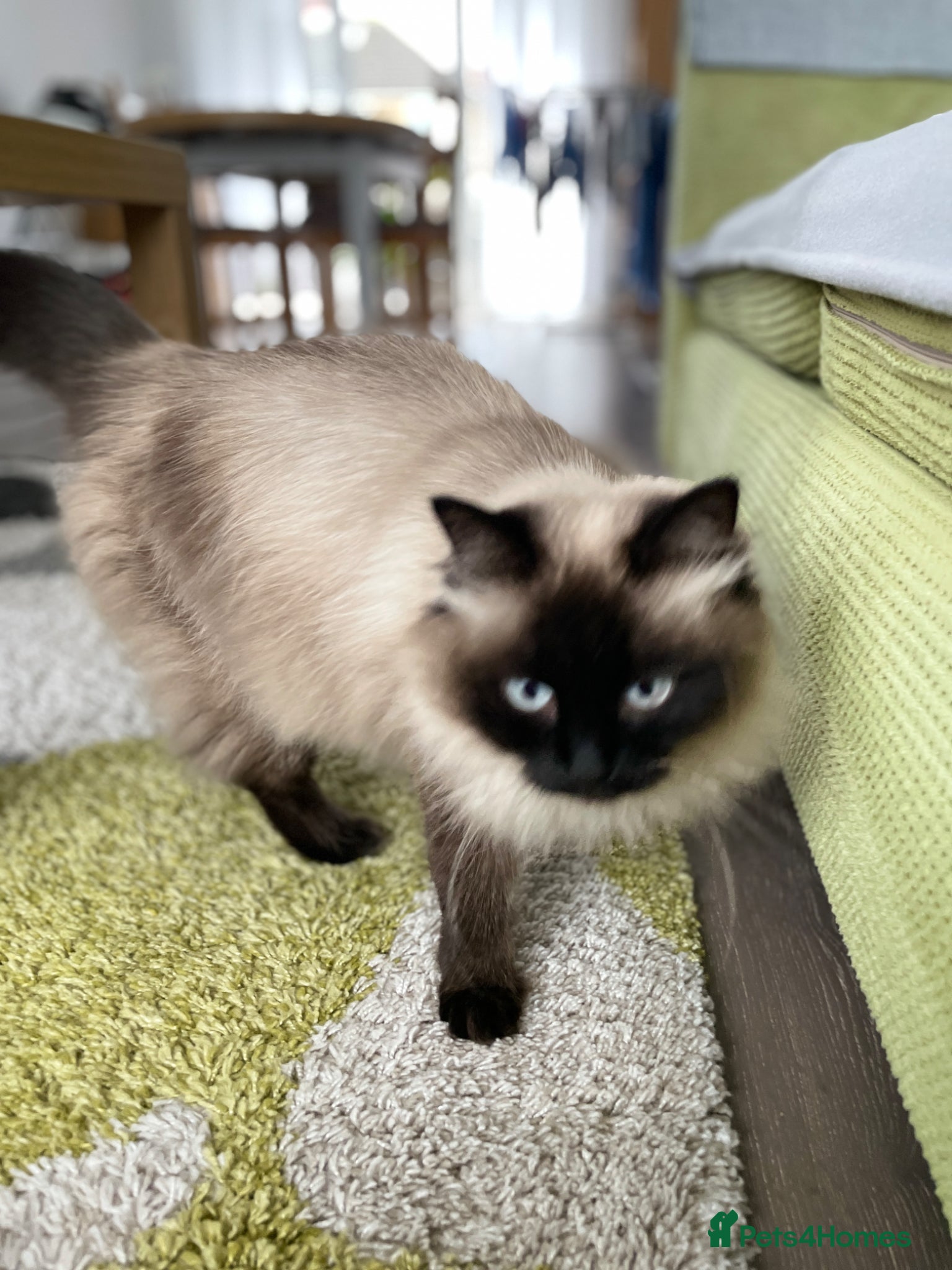 Siberian cats for sale: 2 Pure Neva Masquerade kittens available  - Advert 3
