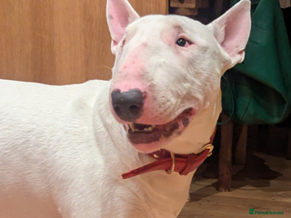 English Bull Terrier dogs English Bull terrier All white - Advert 13