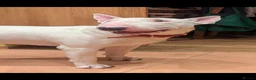 English Bull Terrier dogs for stud: English Bull terrier All white stud - Advert 1
