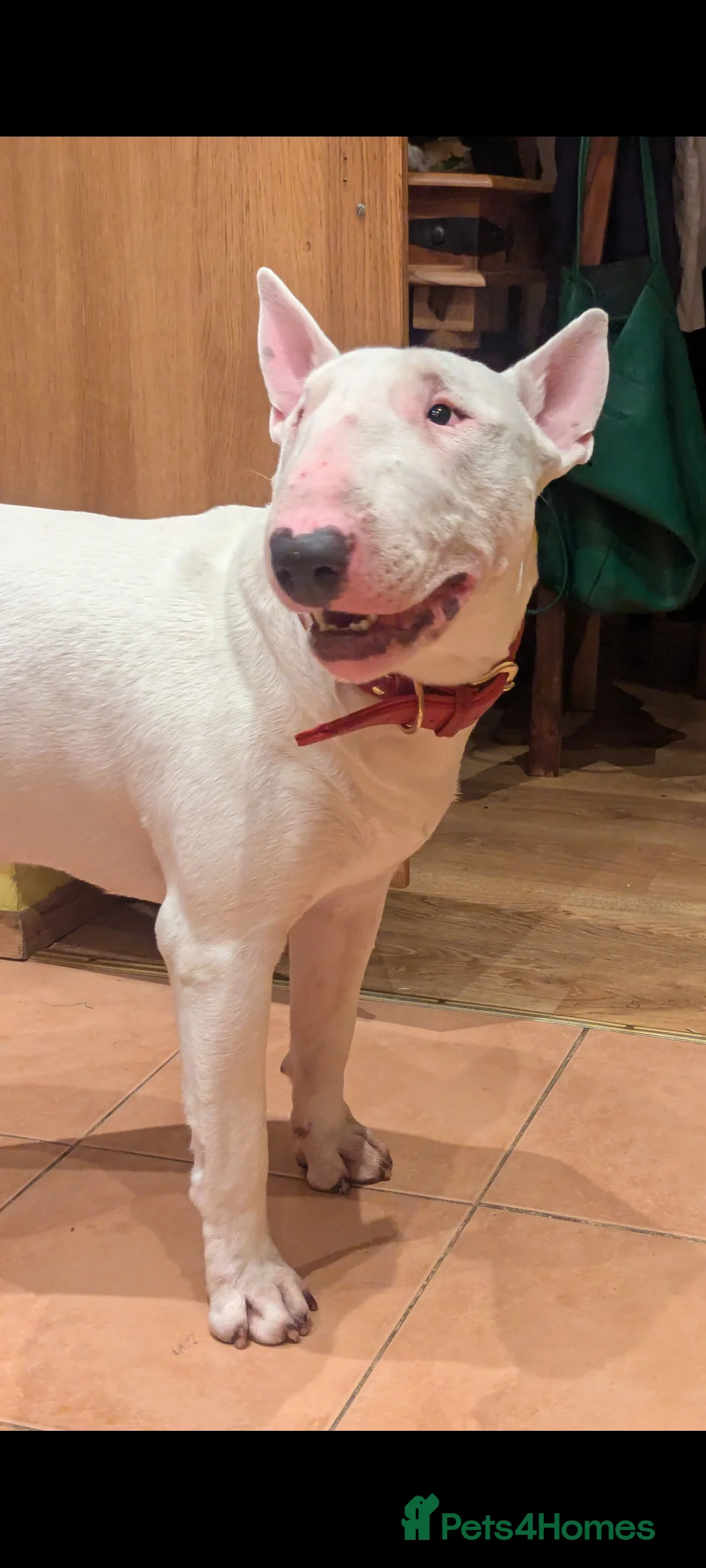 English Bull Terrier dogs for stud: English Bull terrier All white stud - Advert 1