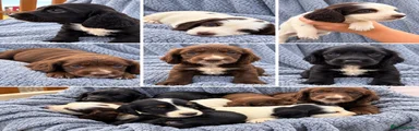 Sprocker 6