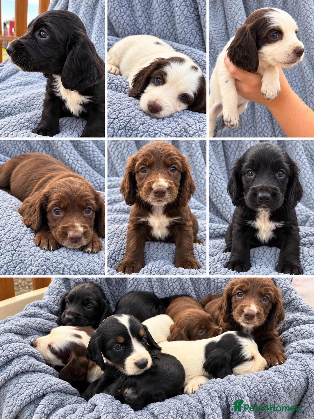 Sprocker dogs for sale: 6 beautiful sprocker puppies - Advert 2