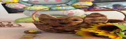 Cockapoo dogs for sale: F1 cockapoo puppies 1 boys 1 girl REDUCED - Advert 17