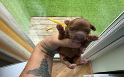 Cockapoo dogs for sale: F2bb Cockapoo Chocolate Merle Puppies  - Image 16