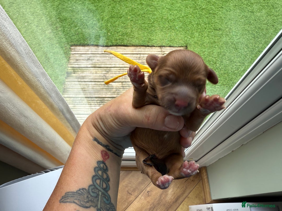 Cockapoo dogs for sale: F2bb Cockapoo Chocolate Merle Puppies  - Image 16