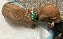 Mixed Breed dogs for sale: Maltese Cross Miniature Dachshund  - Image 11