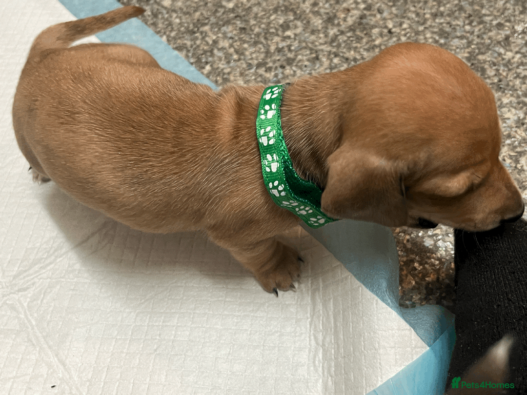 Mixed Breed dogs for sale: Maltese Cross Miniature Dachshund  - Image 11