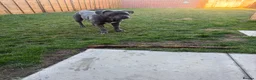 Cane Corso dogs for sale: CANE CORSO Male 5 Years  in Wantage - Advert 3