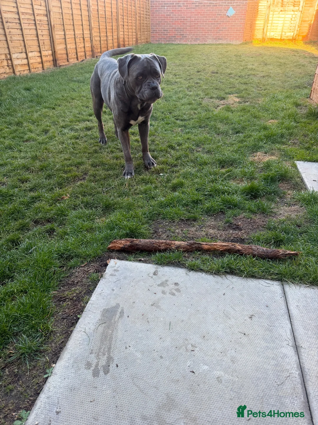 Cane Corso dogs for sale: CANE CORSO Male 5 Years  in Wantage - Advert 3