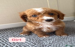 Cockapoo dogs for sale: 6 stunning cockapoo puppies  - Image 17