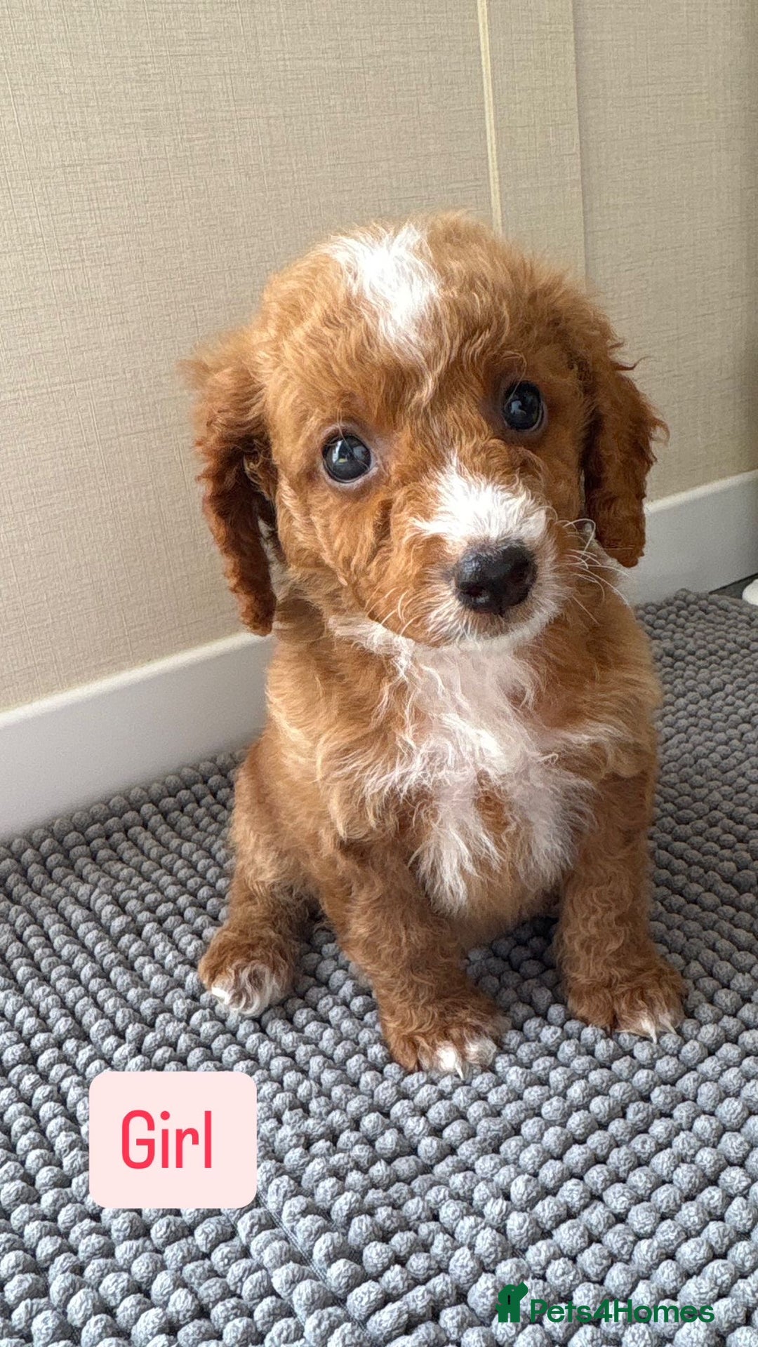 Cockapoo dogs for sale: 6 stunning cockapoo puppies  - Image 17