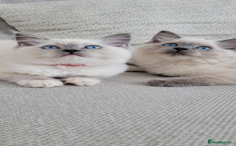 Ragdoll cats - Advert 11