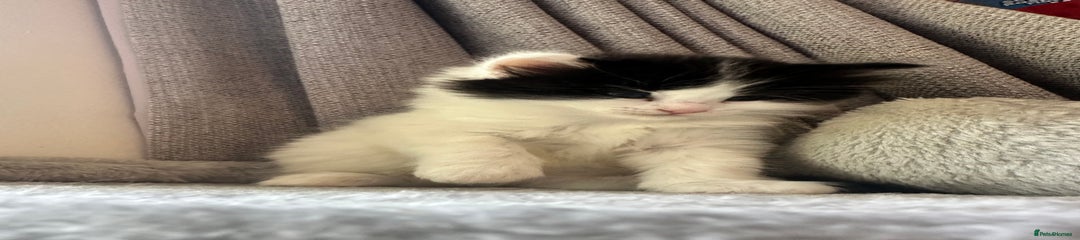 Ragdoll Kitten 2