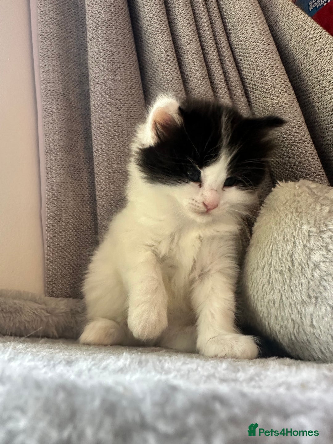 Ragdoll cats for sale: Ragdoll cross Two Female adorable kittens  - Image 5