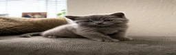 British Shorthair cats for sale: British Shorthair Kittens for Sale – 5 Available! - Advert 11