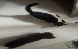 Mixed Breed cats for sale: Only 3 kittens left! - Image 27