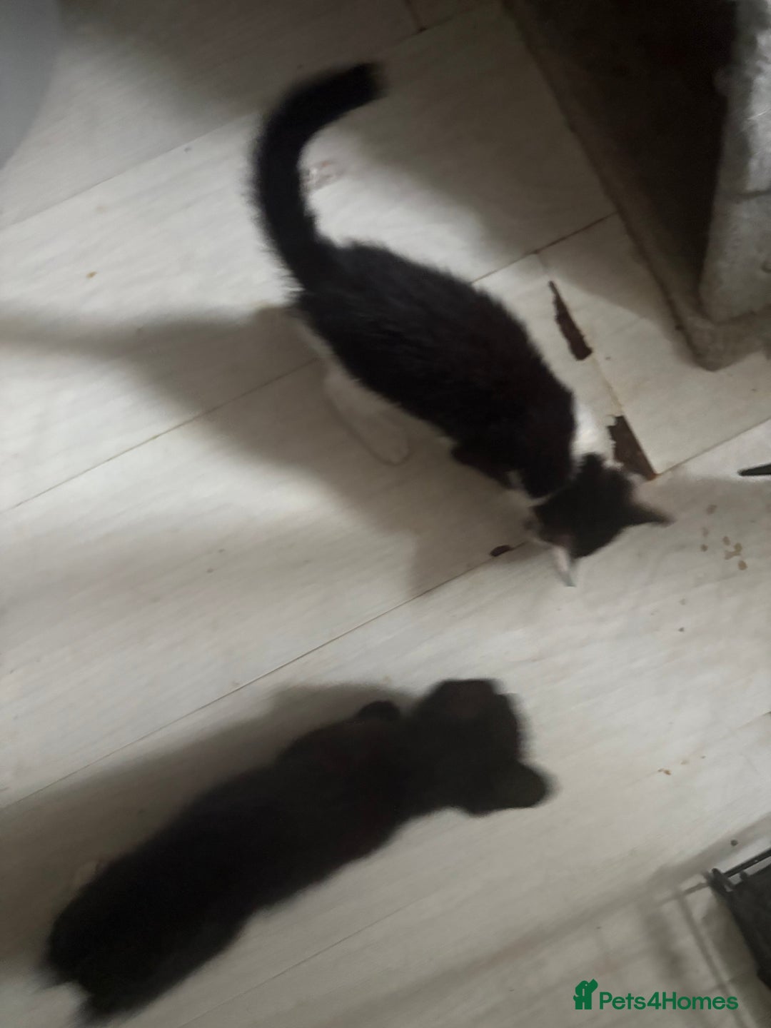 Mixed Breed cats for sale: Only 3 kittens left! - Image 27