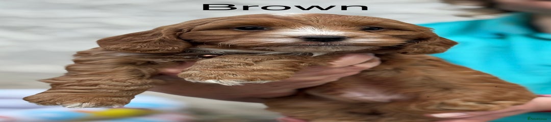 Brown Collar