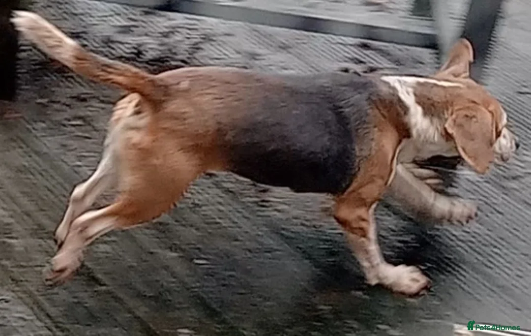 Beagle dogs for sale: Bruno - Beagle (new pictures & info on request) - Advert 5