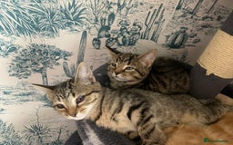 Domestic Shorthair cats for sale: Kittens  - Image 5