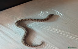 Python Snake reptiles for sale: CHECK DESCRIPTION !!! - Image 7