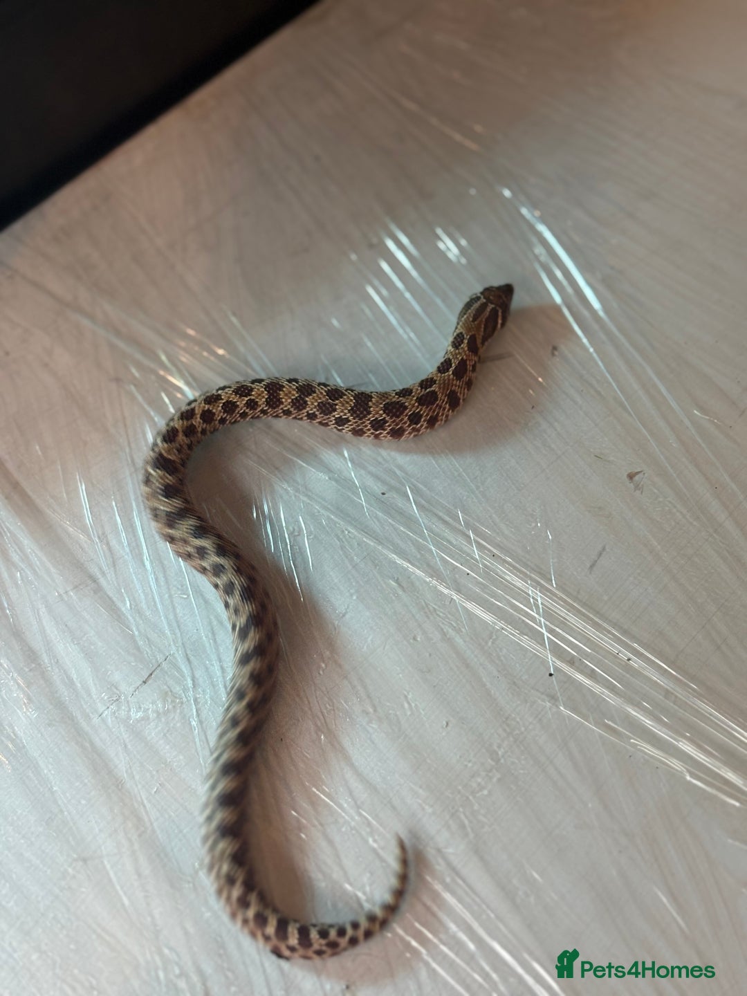 Python Snake reptiles for sale: CHECK DESCRIPTION !!! - Image 7