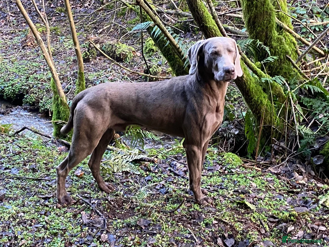 Weimaraner dogs for stud: Imported KC Working Weimaraner Stud - Advert 4
