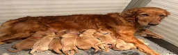 Golden Retriever dogs for sale: KC Field Golden Retriever Puppy  - Advert 4