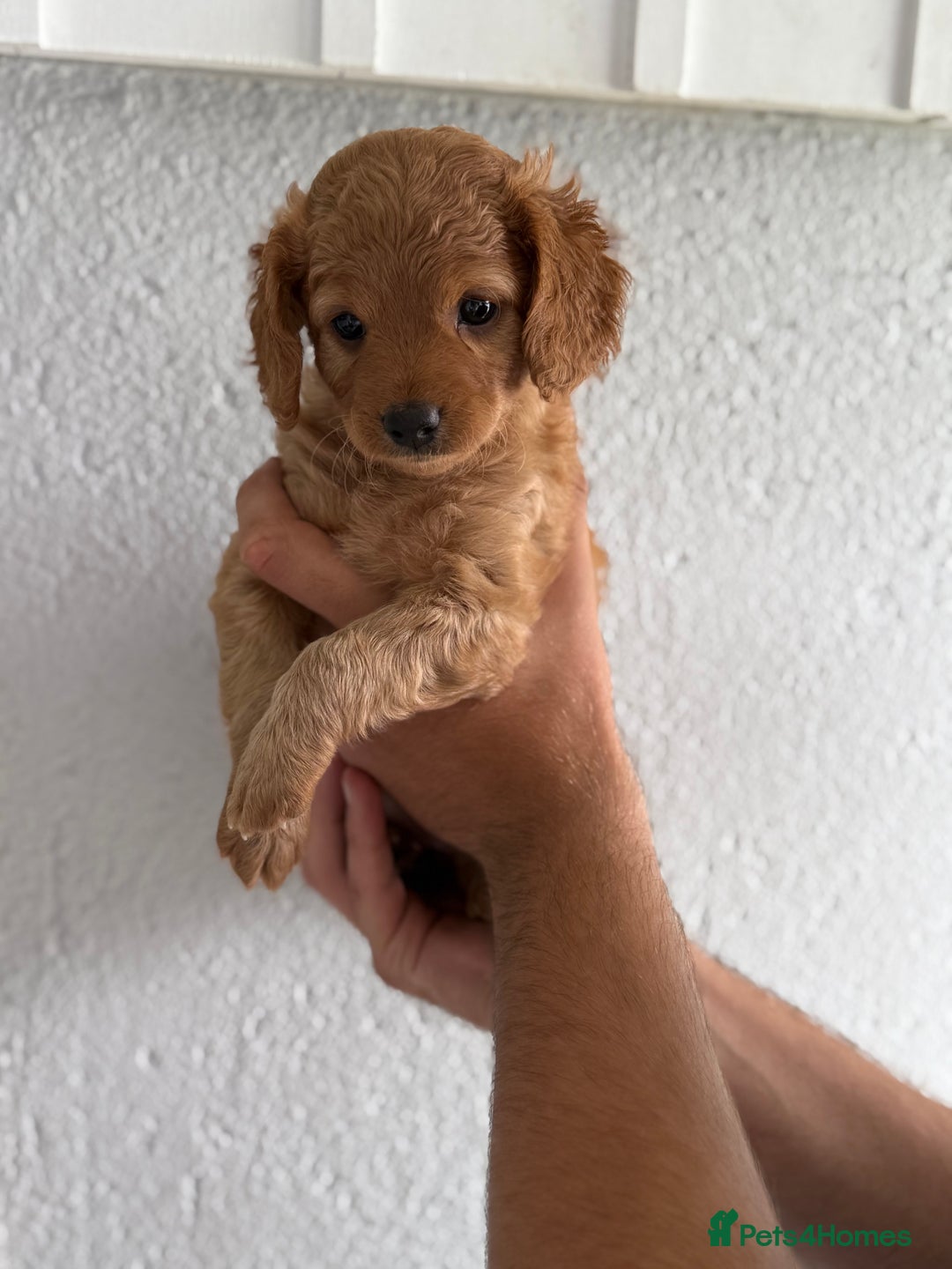 Cavapoo dogs for sale: 6 Beautiful Toy Cavapoo Girls  - Image 16