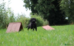Springador dogs for sale: 8 beautiful springador puppies for sale  - Image 7
