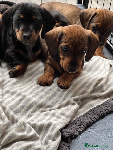 Miniature Dachshund dogs Happy and healthy puppies - Advert 2
