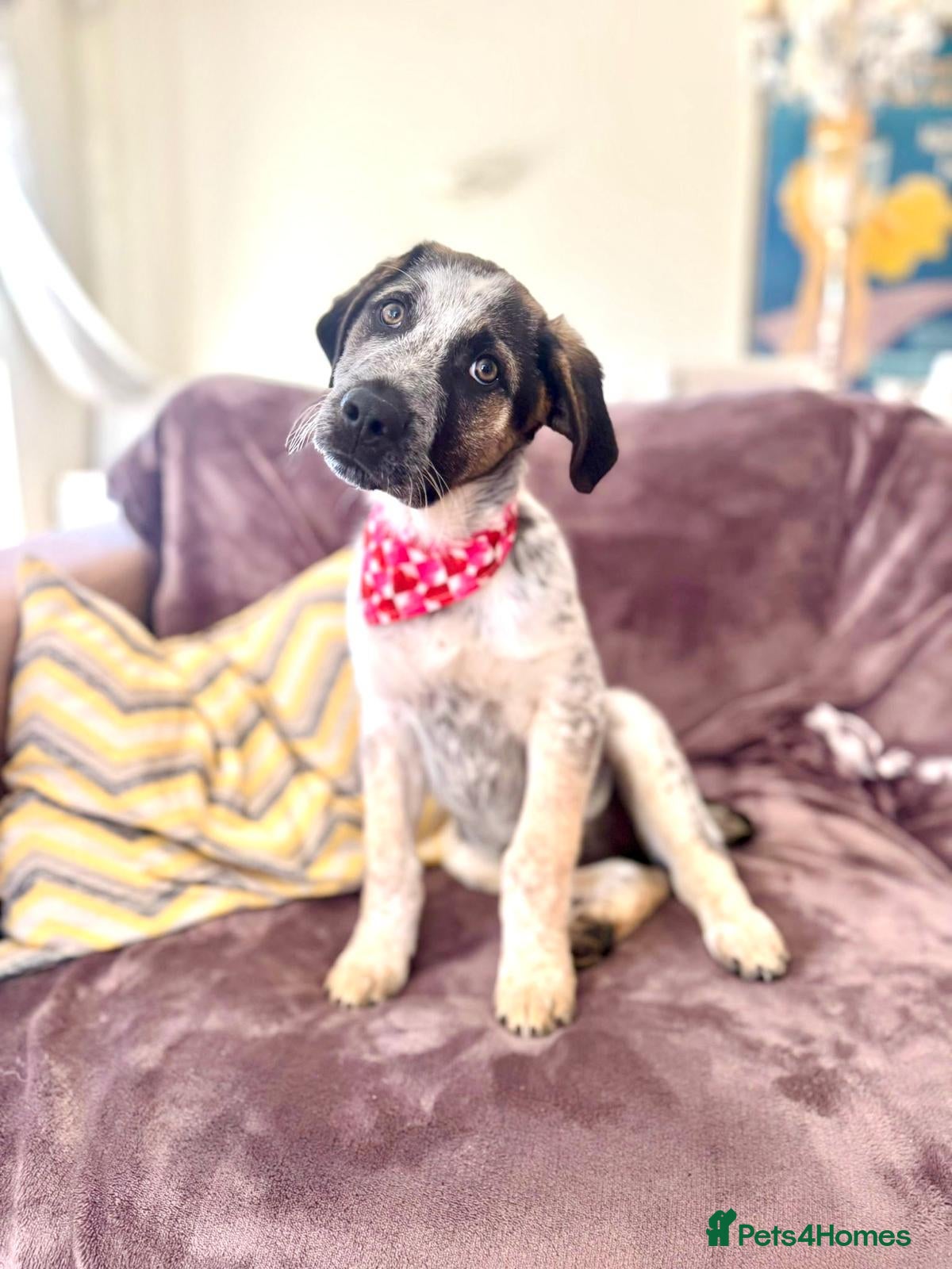 Mixed Breed dogs  Easygoing Electra - Colourful Lab type - Advert 2