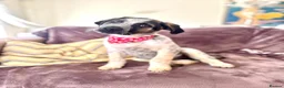 Mixed Breed dogs for adoption:  Easygoing Electra - Colourful Lab type - Advert 2