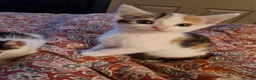 Mixed Breed cats for sale: 6 beautiful kittens ready for new homes - Advert 15