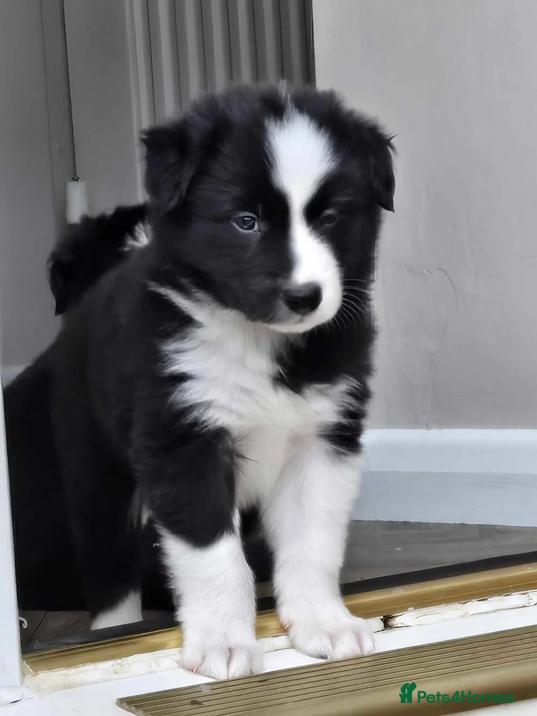Border Collie dogs for stud: Proven pure bred tri coloured merle collie stud in Fakenham - Advert 14