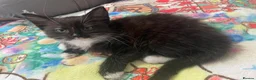 Mixed Breed cats for sale:  kittens 😸  - Advert 13