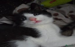 Ragdoll cats for sale: Stunning boy ready for new home next weekend  - Image 5