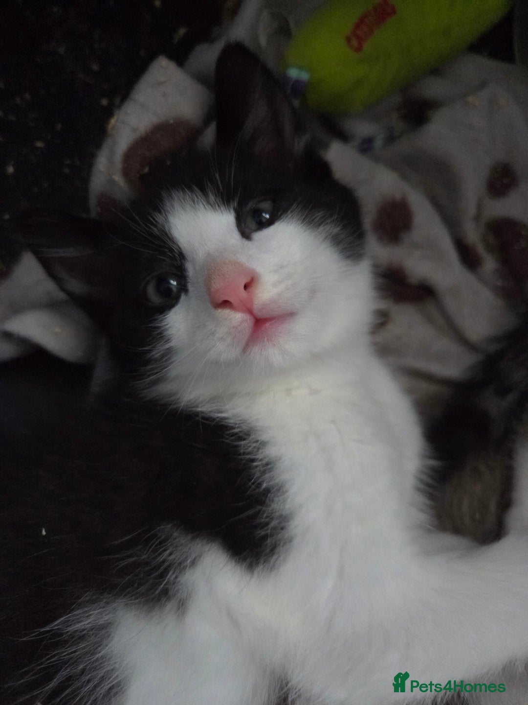 Ragdoll cats for sale: Stunning boy ready for new home next weekend  - Image 5