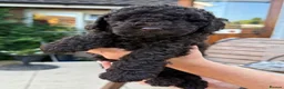 Miniature Poodle dogs for sale: Brown chocolate miniatures poodle - Advert 12