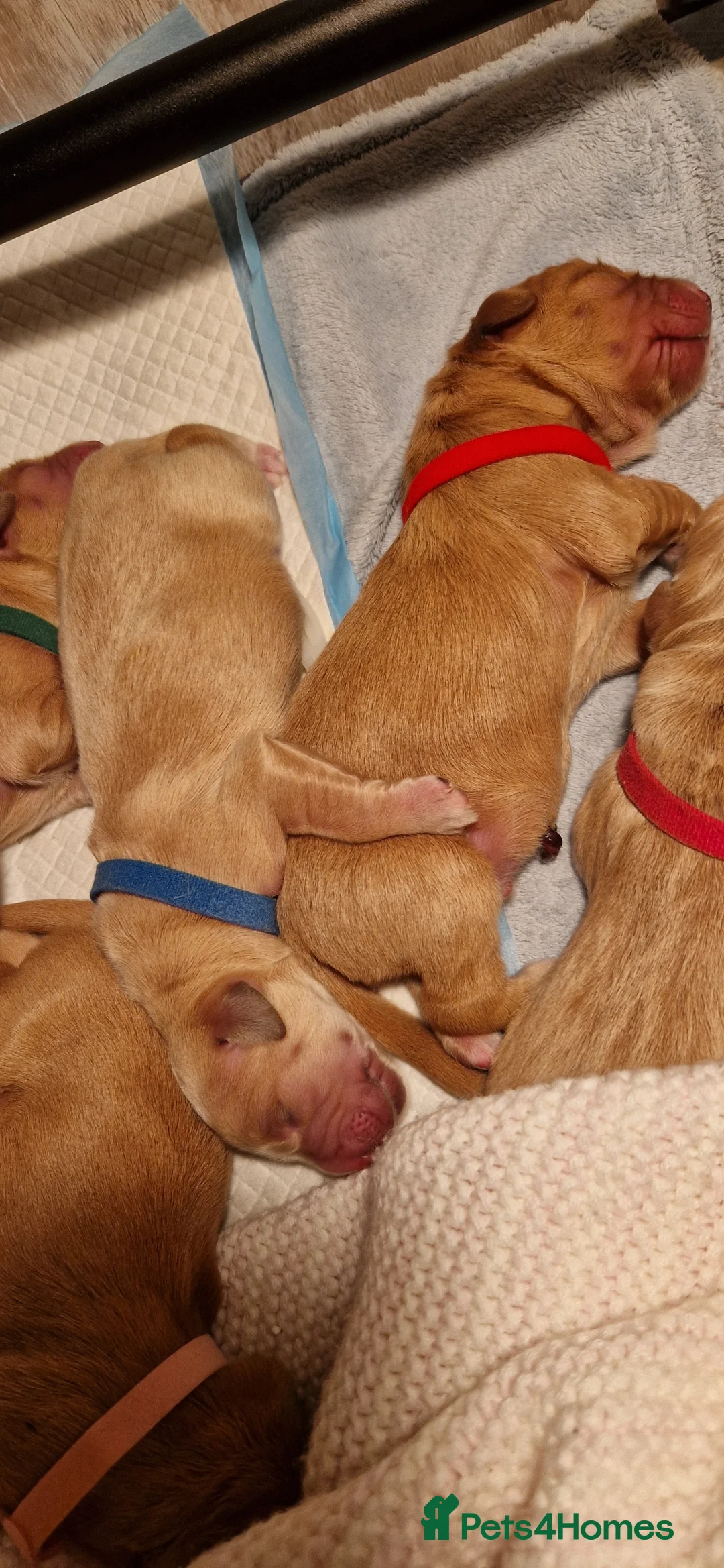 Golden Retriever dogs for sale: Golden Retriever puppies- 3 weeks old - Advert 26