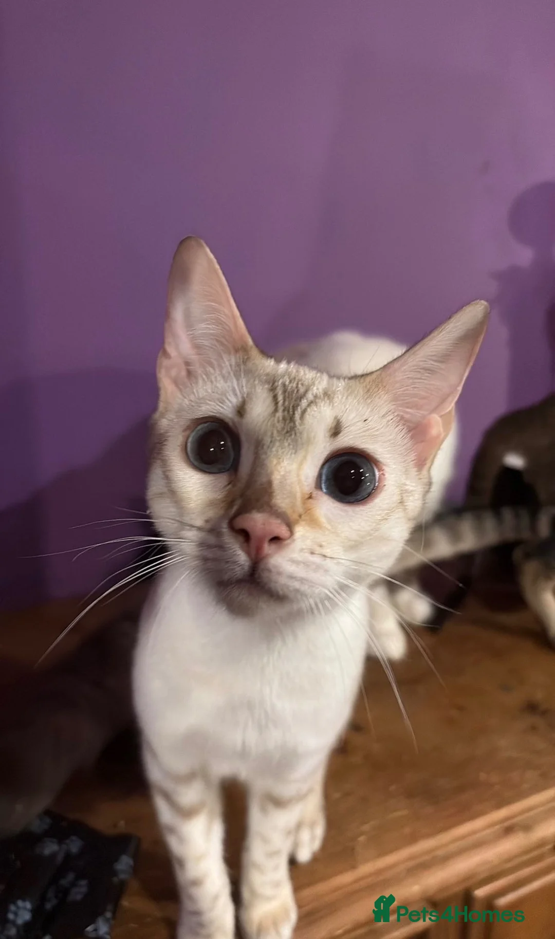 Bengal cats for sale: Snow lynx bengal - Advert 2