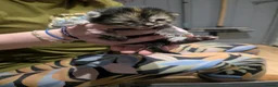 Bengal cats for sale: Bengal Kittens in Liverpool - Advert 4