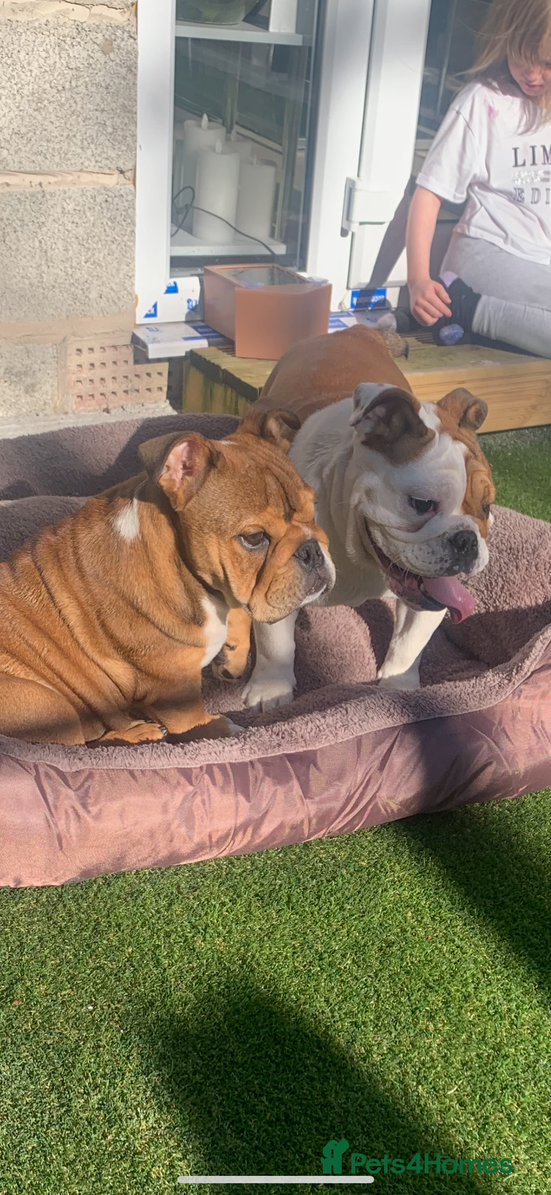 English Bulldog dogs for sale: English bulldog - Advert 5