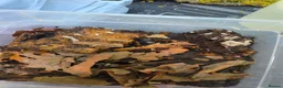 Isopods invertebrates for sale: Isopods  - Advert 8