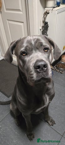 Mixed Breed dogs Beautiful big girl - Advert 13