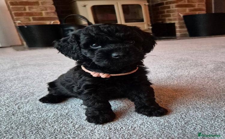 Cockapoo dogs - Advert 4