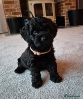 Cockapoo dogs - Advert 3